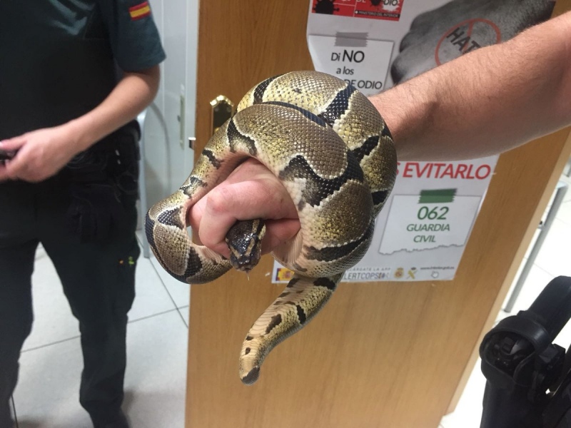 Guardia Civil sostiene a la serpiente encontraba en una vivienda de Ciempozuelos.