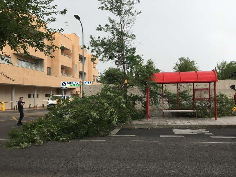 Una rama invadió parte de la calzada.