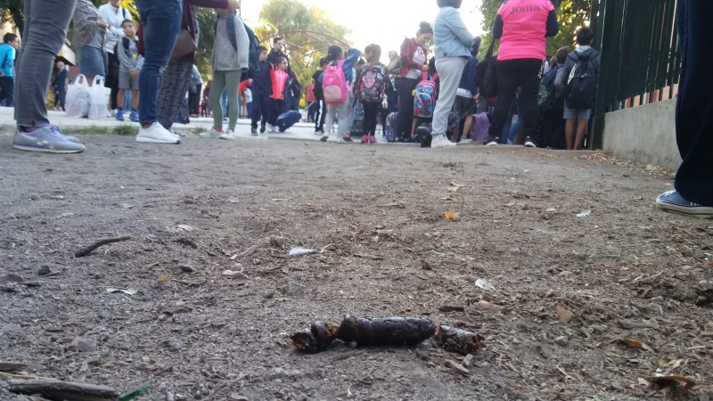 Heces caninas en las inmediaciones del colegio Buenos Aires.