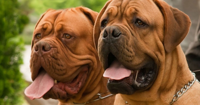 Perros de la raza dogo de Burdeos.