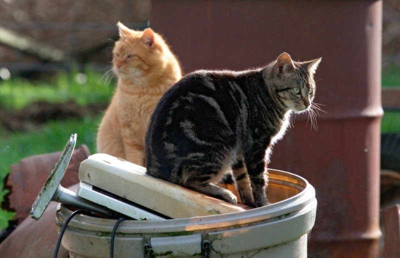 Gatos callejeros.